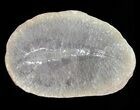 Didontogaster Fossil Worm (Pos/Neg) - Mazon Creek #70589-2